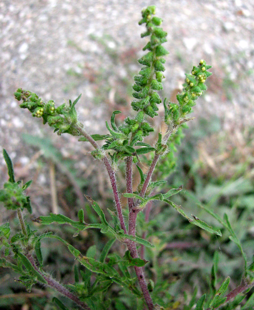 Image of Ambrosia artemisiifolia specimen.