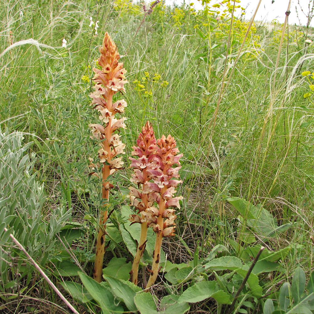 Image of Orobanche alba f. maxima specimen.