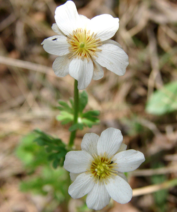 Изображение особи Callianthemum isopyroides.