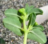 Euphorbia peplis. Веточка с плодами. Абхазия, Гагрский р-н, г. Пицунда, пляж. 10.06.2012.