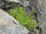 Sagina maxima. Отцветающее растение на скалах. Приморье, бухта Рудная. 06.09.2006.