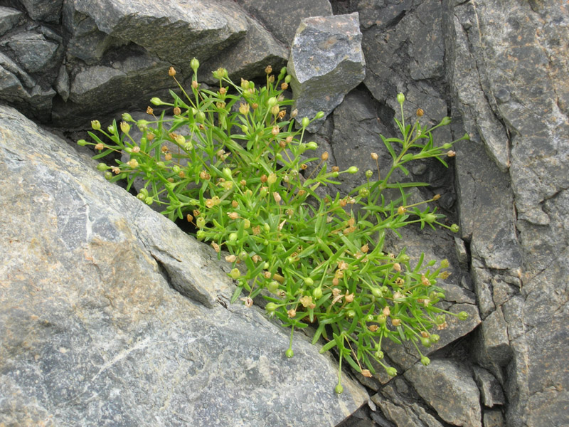 Image of Sagina maxima specimen.