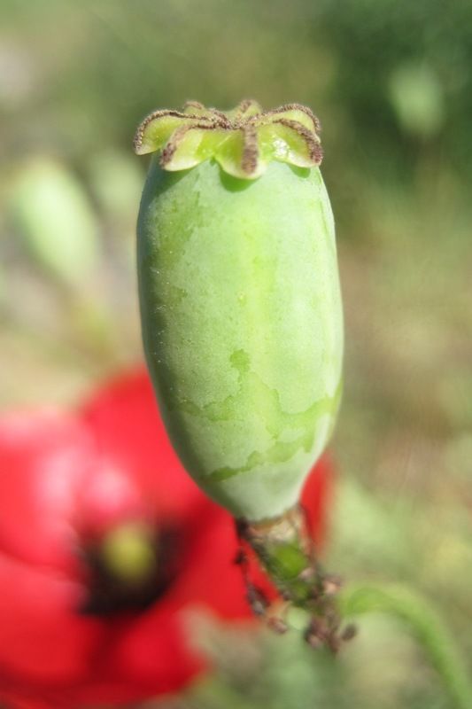 Изображение особи Papaver macrostomum.