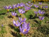 Crocus subspecies sublimis