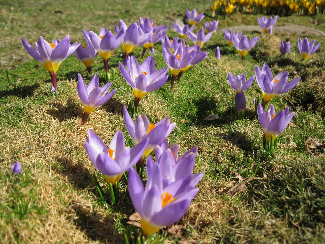 Изображение особи Crocus sieberi ssp. sublimis.