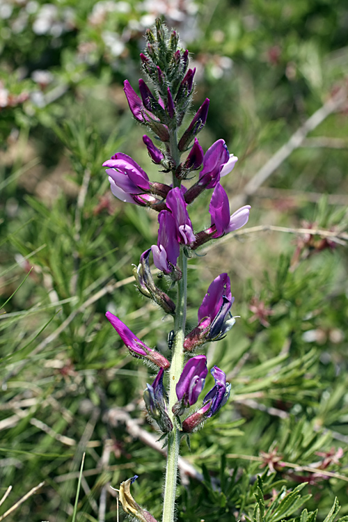 Изображение особи род Oxytropis.