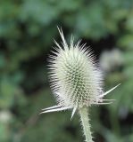 Dipsacus laciniatus