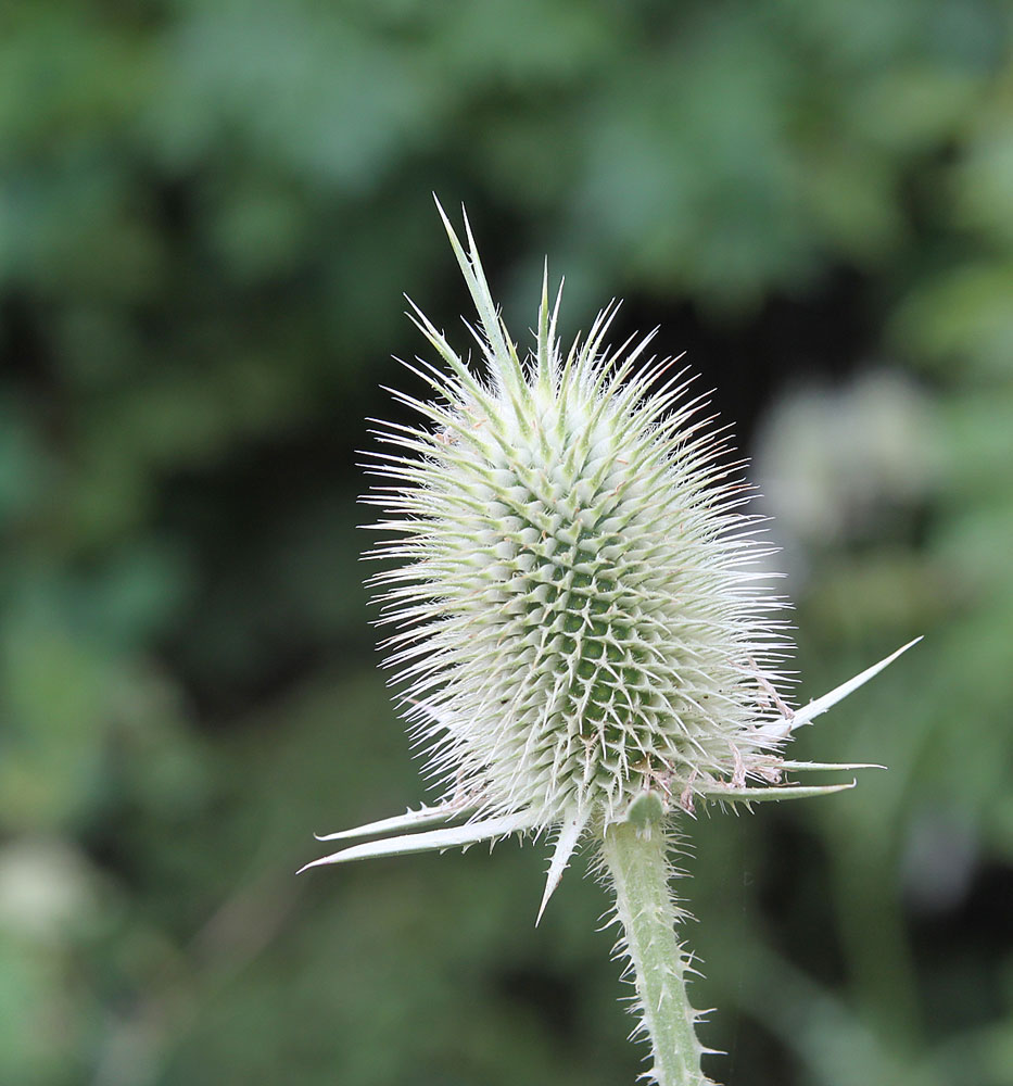 Image of Dipsacus laciniatus specimen.