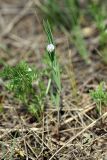 Lathyrus inconspicuus. Цветущее растение. Южный Казахстан, хр. Боролдайтау, ущ. Бозторгай. 25.04.2012.