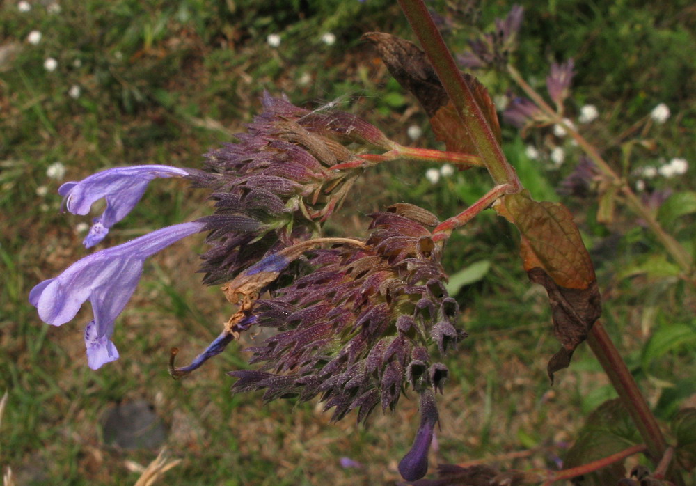 Image of Nepeta sibirica specimen.