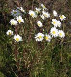 Leucanthemum vulgare