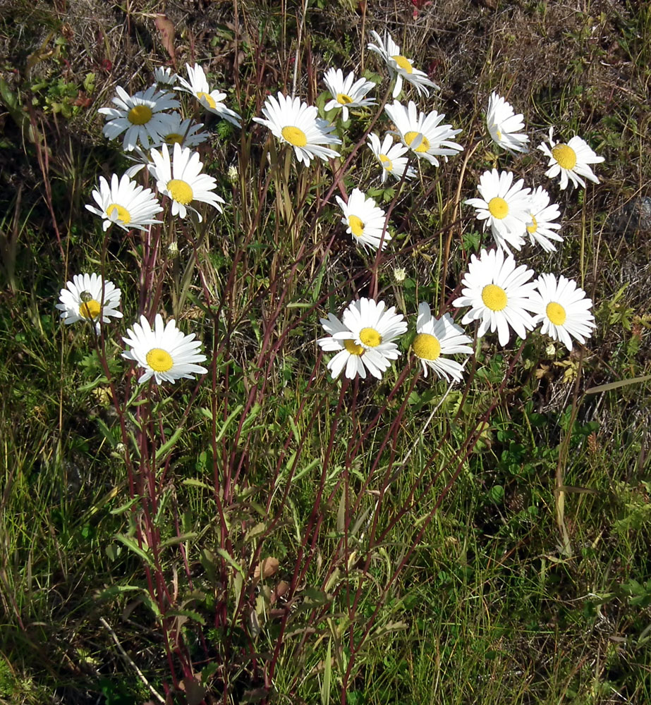 Image of Leucanthemum vulgare specimen.