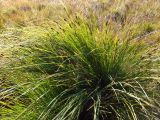 Carex juncella