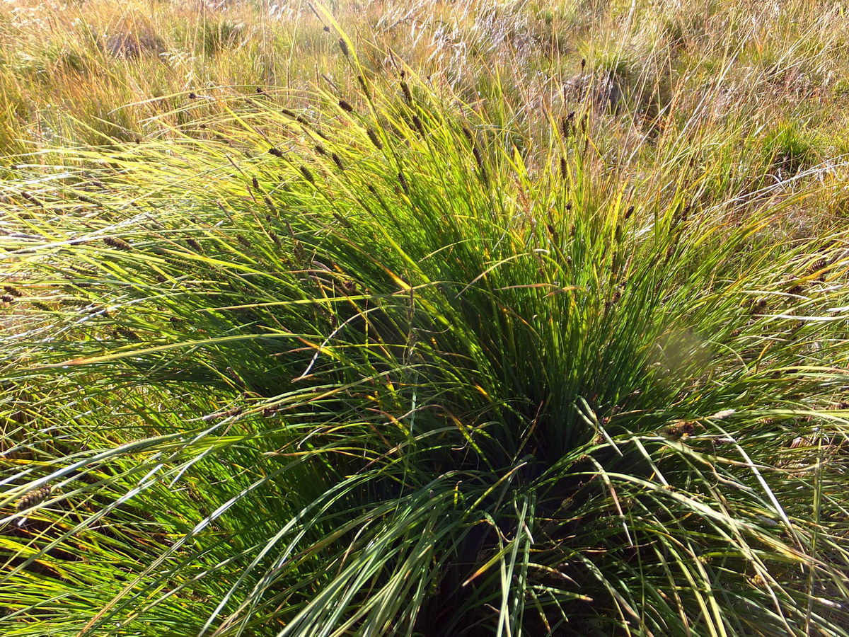 Image of Carex juncella specimen.