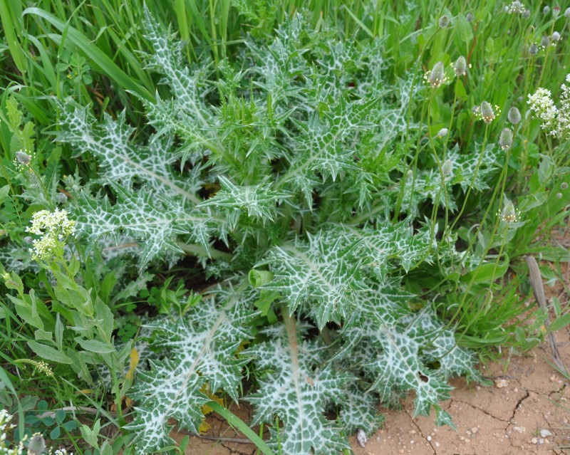 Image of Silybum marianum specimen.