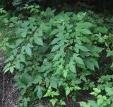 Rubus crataegifolius. Плодоносящее растение. Хабаровский край, окр. села Бычиха. 29.07.2012.