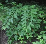 Rubus crataegifolius