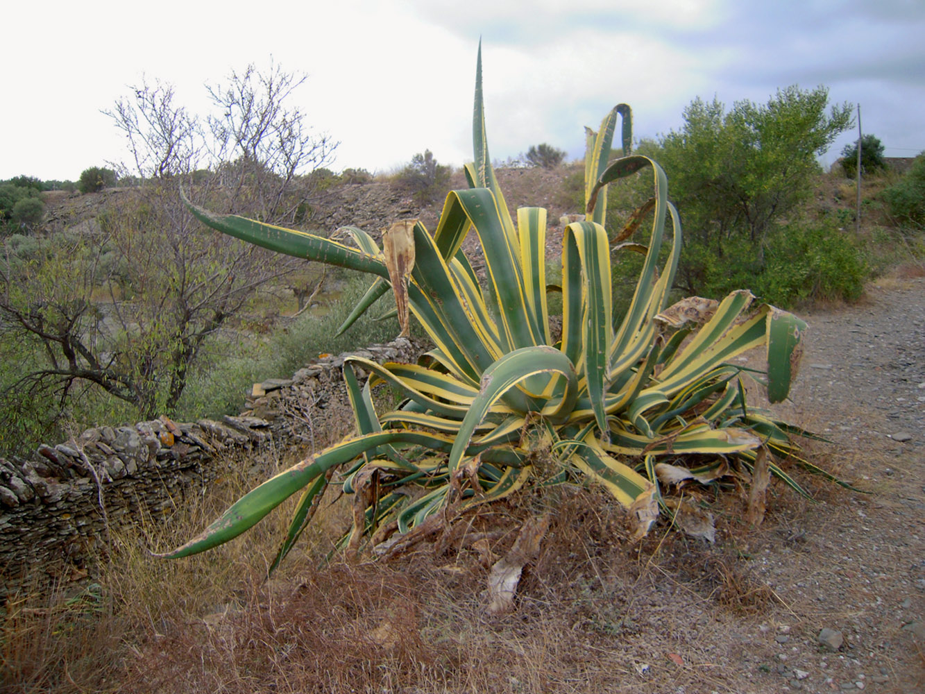 Изображение особи Agave americana var. marginata.