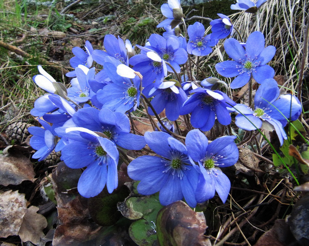 Изображение особи Hepatica nobilis.