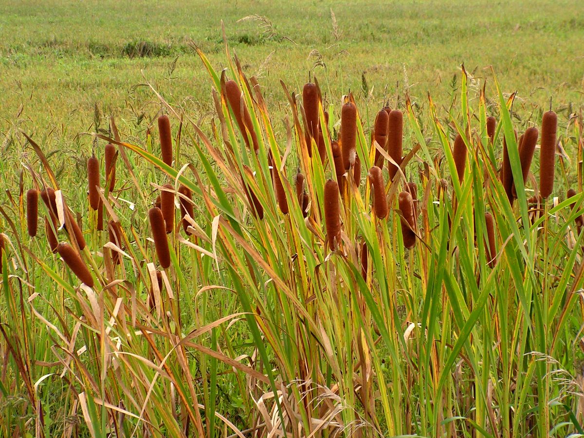 Изображение особи Typha tzvelevii.