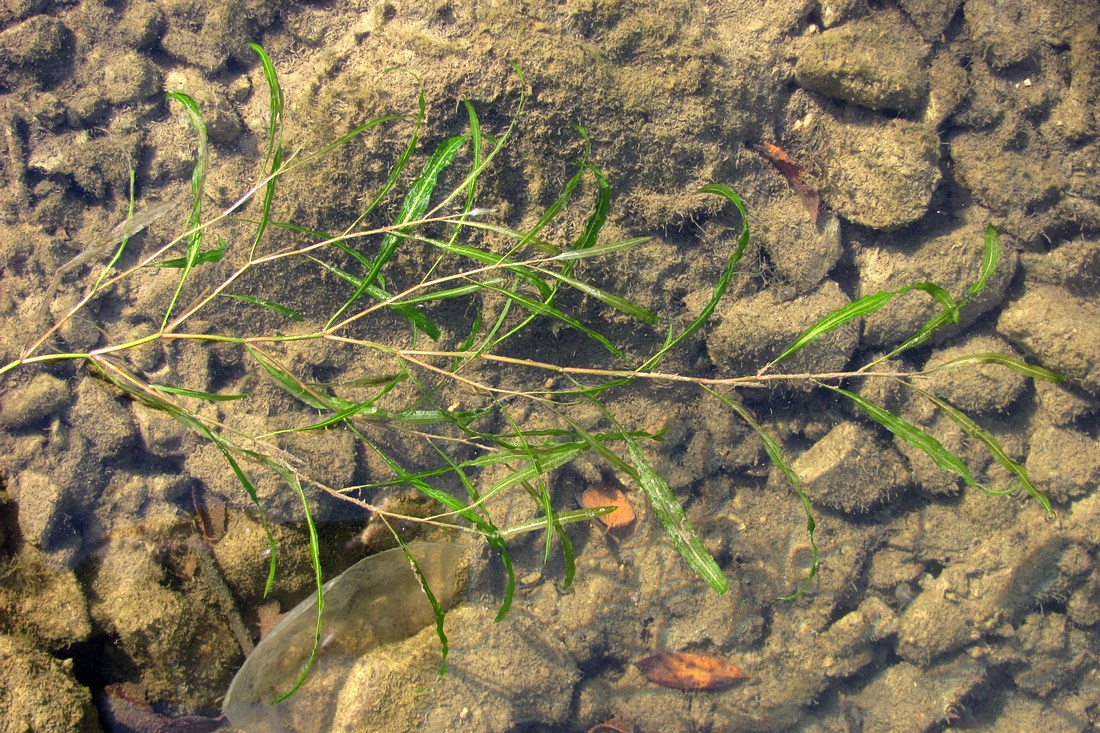 Изображение особи Potamogeton gramineus.