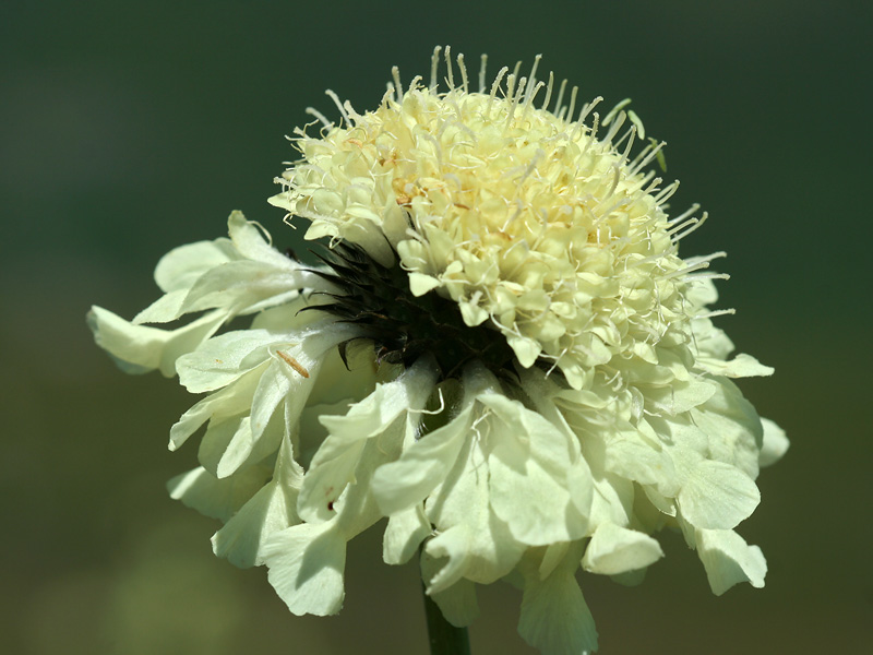 Image of Cephalaria gigantea specimen.