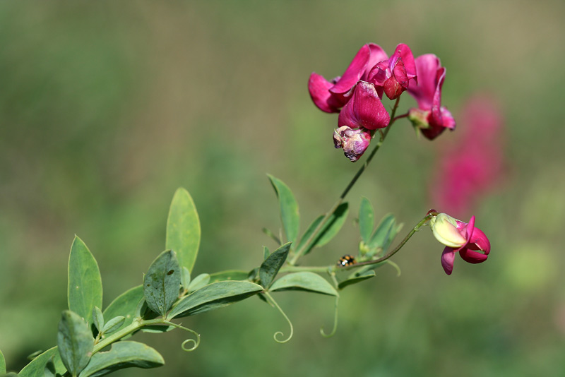 Image of Lathyrus tuberosus specimen.