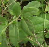 Inula britannica