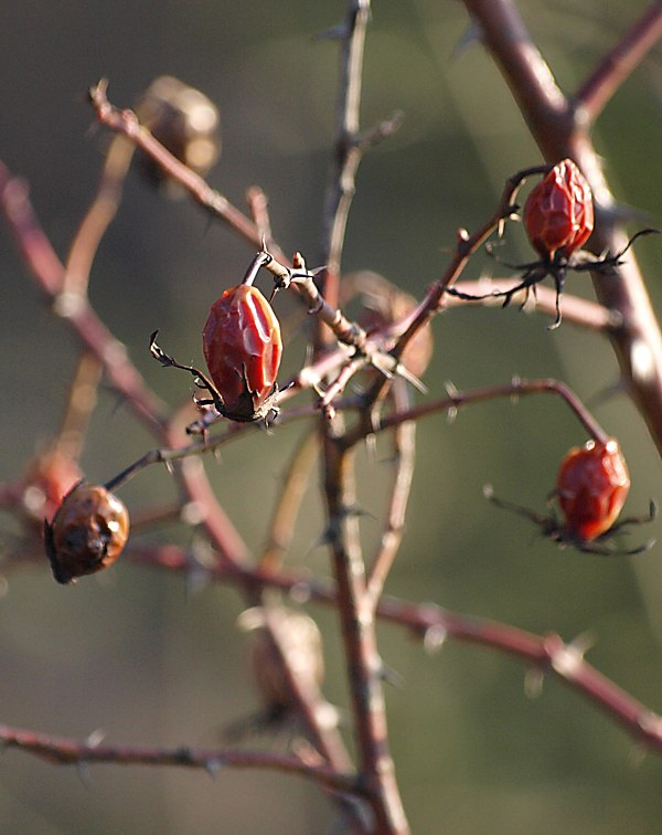 Image of Rosa canina specimen.