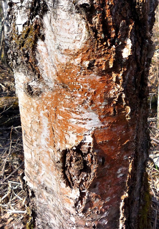Image of Betula pendula specimen.