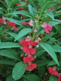 Impatiens balsamina