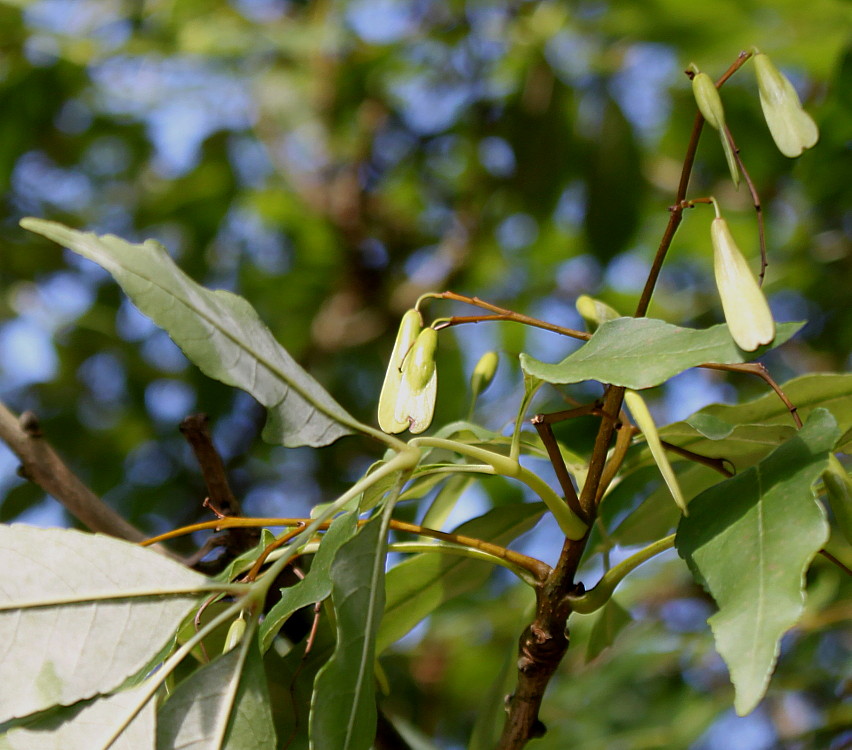 Изображение особи Fraxinus ornus.