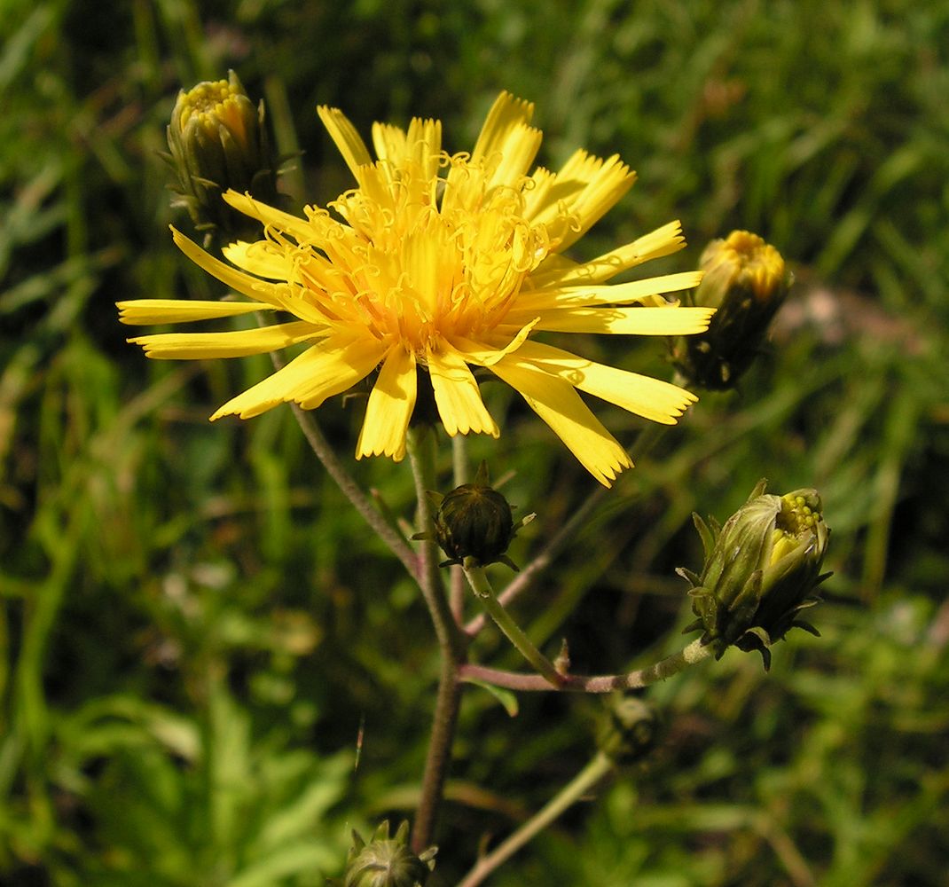 Image of Hieracium umbellatum specimen.