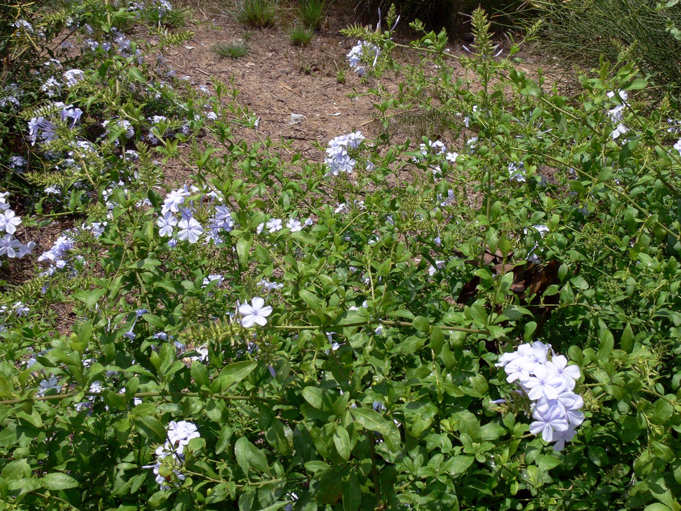 Изображение особи Plumbago auriculata.