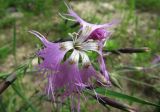 Dianthus sajanensis. Цветок. Иркутская обл., окр. г. Бодайбо, берег р. Бисяга. 08.07.2012.