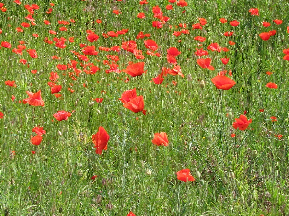 Image of Papaver rhoeas specimen.