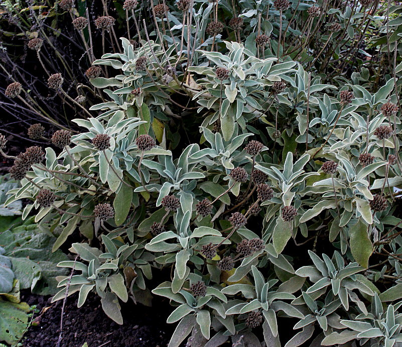 Изображение особи Phlomis fruticosa.