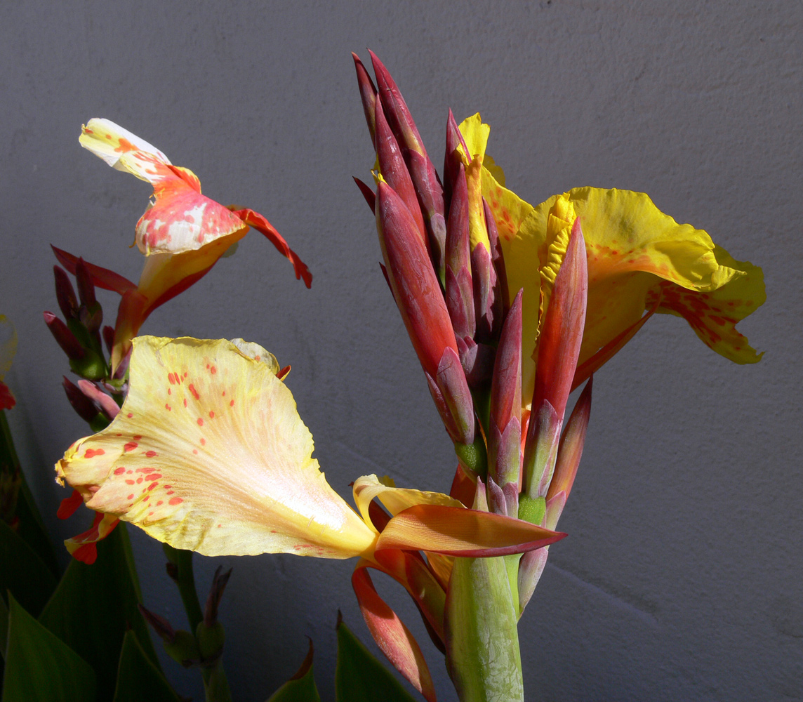 Image of genus Canna specimen.