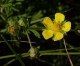 Potentilla argentea. Часть соцветия с раскрывшимся цветком и бутонами. Ростовская обл., Персиановская степь, окр. станицы Красюковская. 28.05.2012.