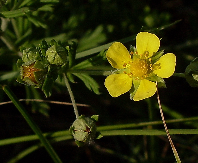 Изображение особи Potentilla argentea.