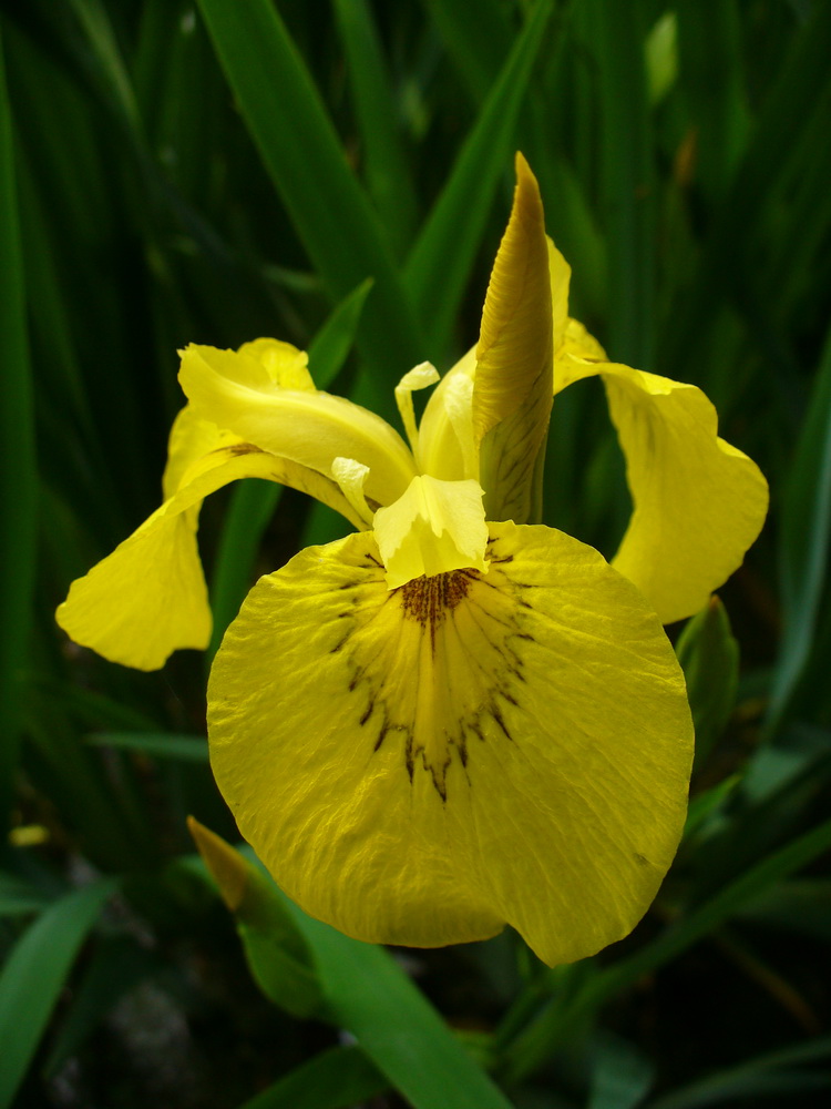 Изображение особи Iris pseudacorus.