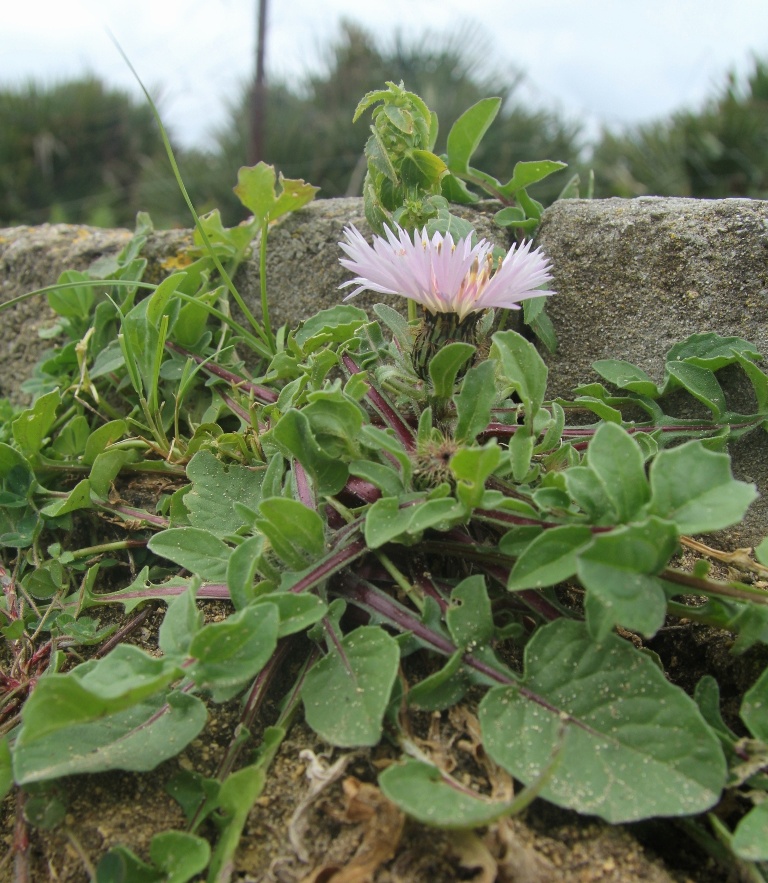 Image of Centaurea pullata specimen.