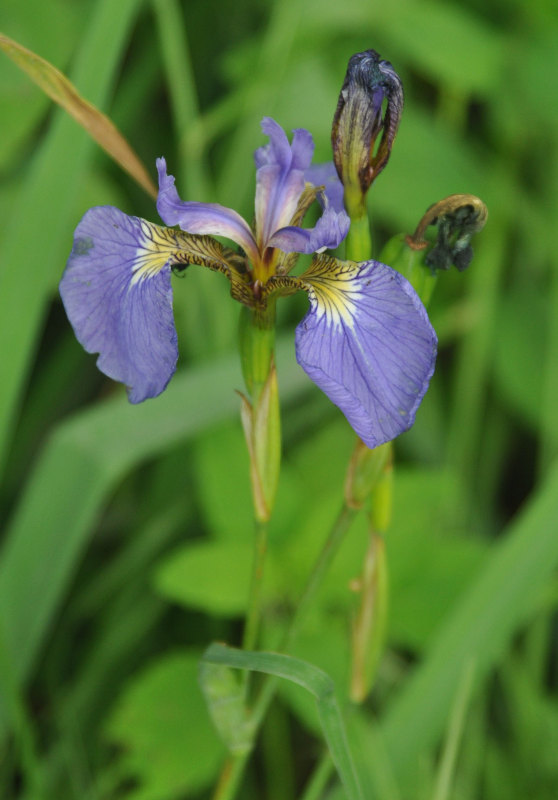 Изображение особи Iris setosa.