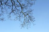 Phellodendron amurense
