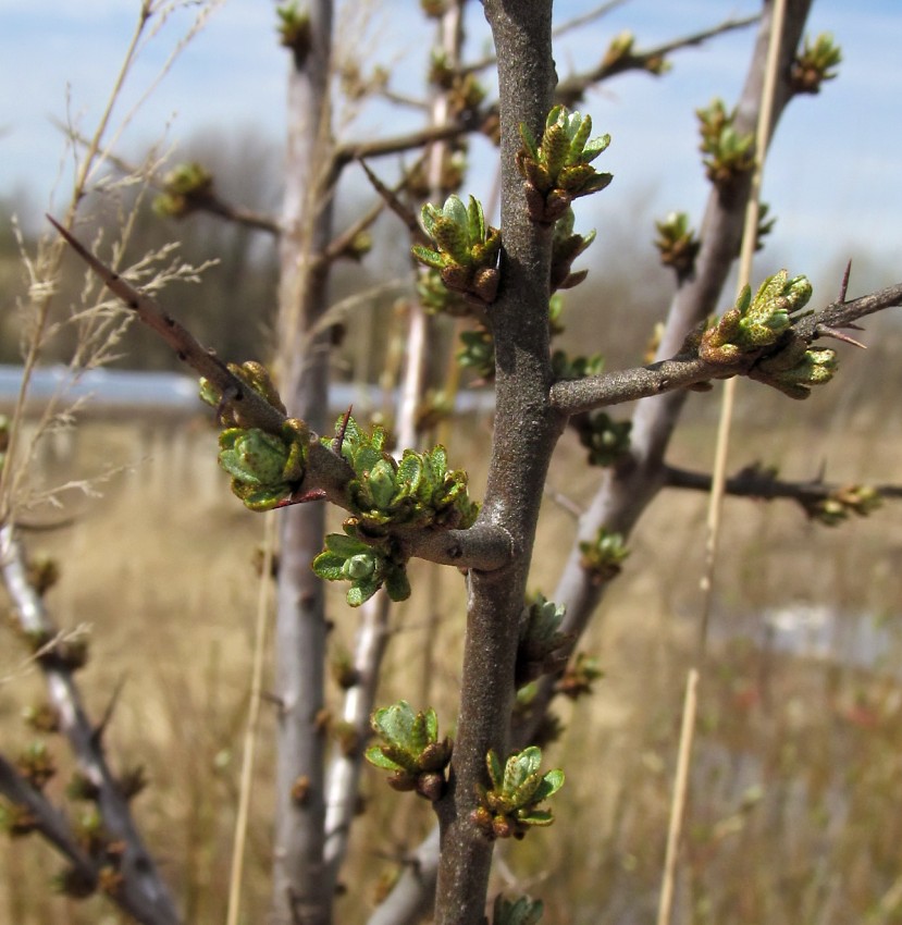 Image of Hippophae rhamnoides specimen.
