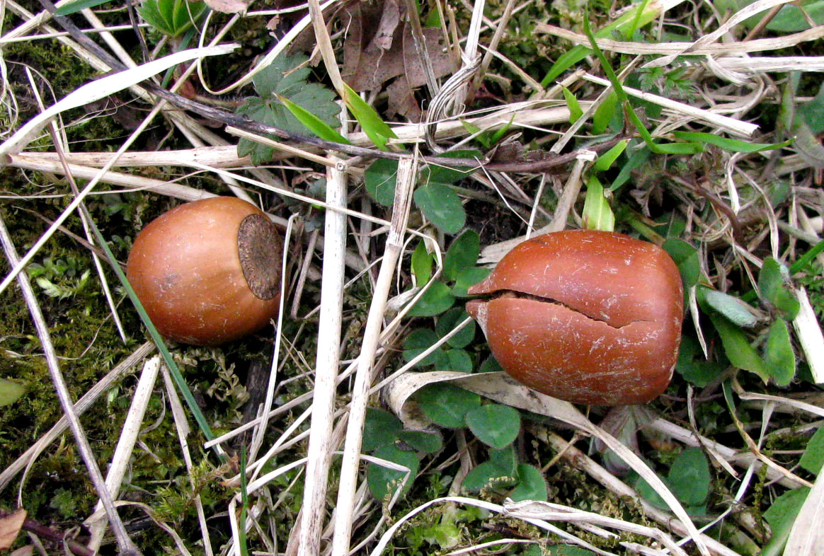 Image of Quercus rubra specimen.