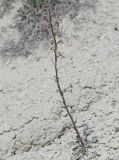 Matthiola tatarica. Цветущее растение. Западный Казахстан, плато Аккерегешин 45 км NO п. Кульсары. 02.05.2013.