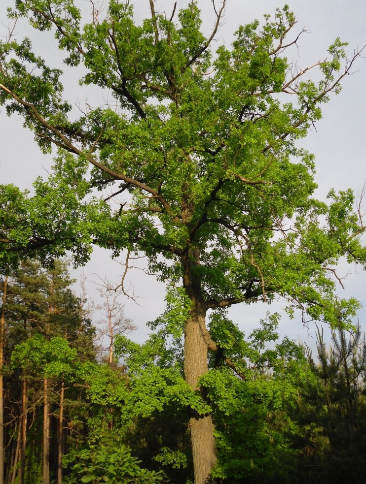 Image of Quercus robur specimen.