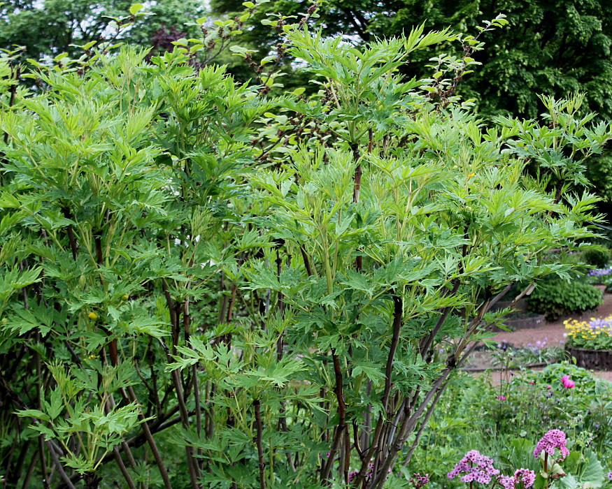 Изображение особи Paeonia delavayi.
