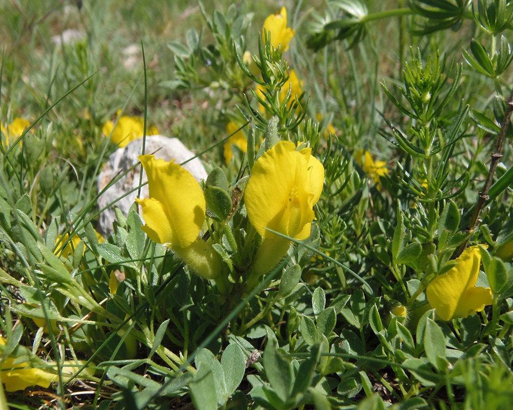 Изображение особи Chamaecytisus wulffii.